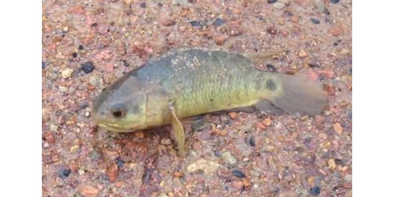 شمالی آسٹریلیا میں پانی سے باہر 6 دن تک زندہ رہنے والی مچھلی دریافت