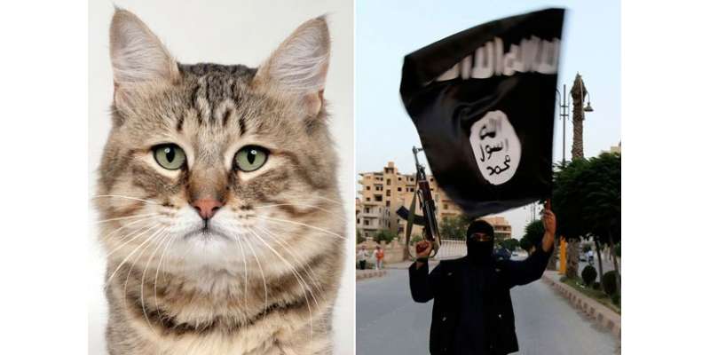 داعش میں شمولیت کا بلی سے کیا تعلق؟