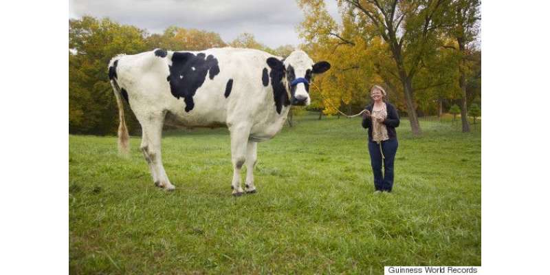 بلوسم، دنیا کی سب سے اونچی گائے