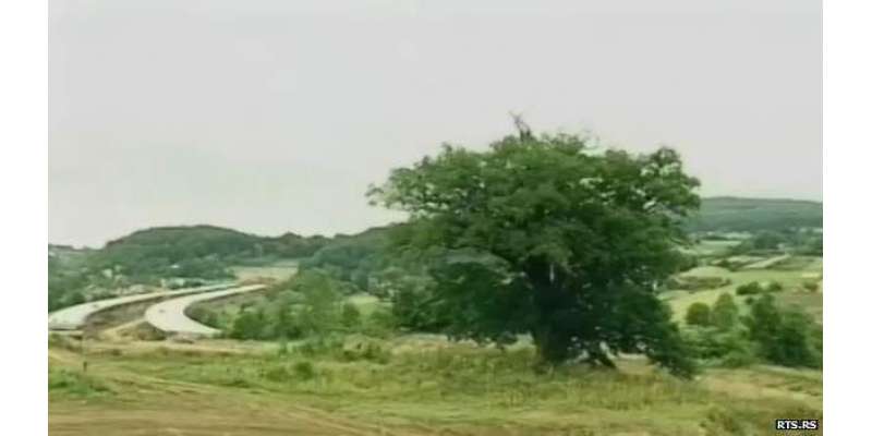 سربیا میں 600 برس پرانے درخت نے موٹروے منصوبہ کو رکوادیا