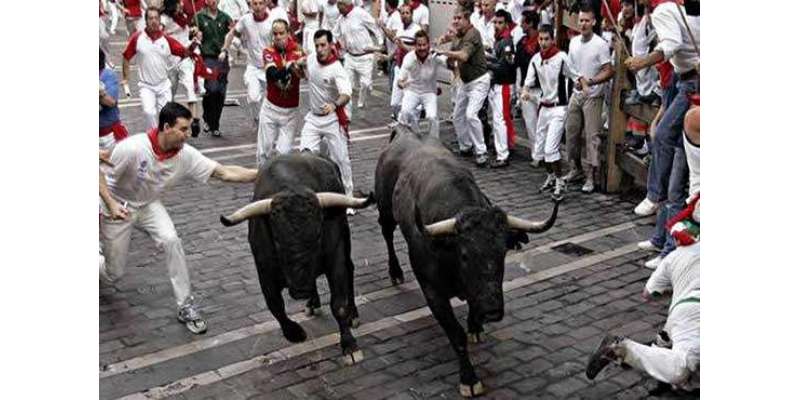 سپین: بیلوں کی9روزہ سالانہ دوڑکے پہلے دن11افرادزخمی