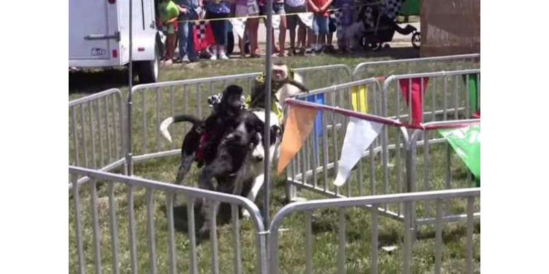 ریس میں بندر کتوں کو دوڑائیں گے