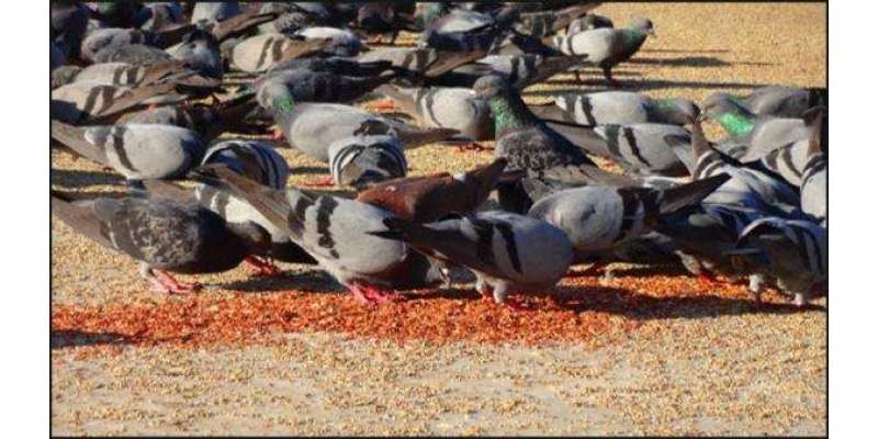 پیرو میں حکومت نے کبوتروں کو دانہ ڈالنے پر پابندی لگادی،خلاف ورزی پر ..
