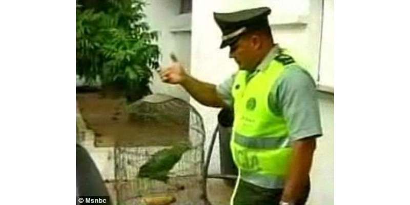 بھارت: ’کبوتر‘ کے بعد اب ’طوطا‘ پولیس کی حراست میں