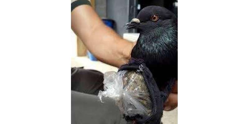 کوسٹاریکا میں منشیات اسمگل کرنے والا کبوتر پکڑا گیا