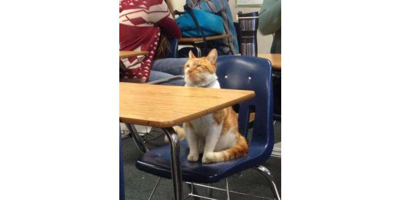 انتظامیہ نے بلی کو سکول میں داخل کر ہی لیا