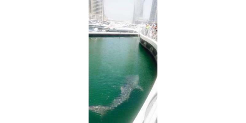 دبئی مرینہ میں اچانک دیو ہیکل شارک مچھلی نمودار