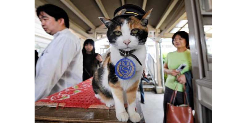 جاپان میں بلی کو مل گیا  بہت بڑا  عہدہ