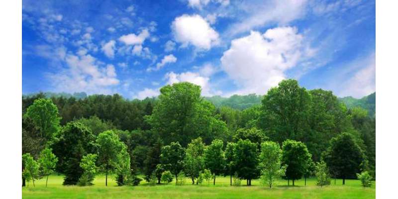 زمین پر 30 کھرب درخت موجود ہیں ‘ ییل یونیورسٹی کا تخمینہ