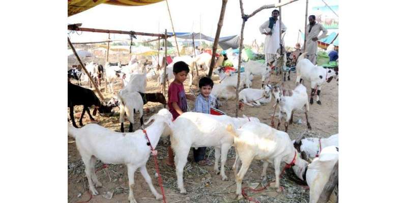 لاہور،قربانی کے جانوروں کی سری پائے جلانے پر پابندی عائد کردی گئی