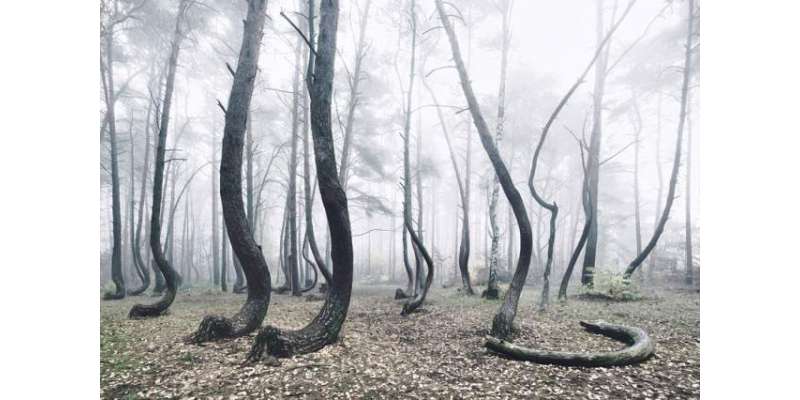پولینڈ کا پراسرار جنگل، سائنسدان بھی معلوم نہ کر سکے کہ ایسا کیوں ہے