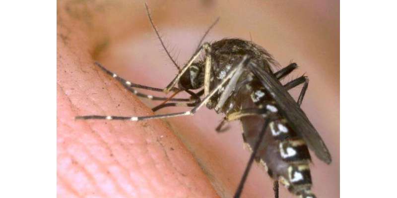 سائنسدانوں نے ملیریا انفیکشن کے توڑ کیلئے جینیاتی تبدیلیوں والا مچھر ..