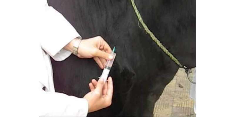 پنجاب میں گائے کو لگائے جانے والے انجکشن سے حاصل کردہ دودھ سے مضر صحت ..
