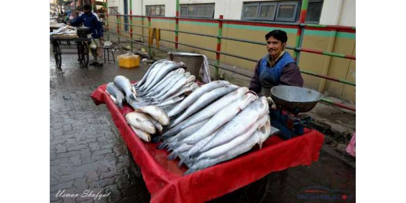 پاکستان کا شمار سب سے کم مچھلی کھانے والے ممالک میں ہوتا ہے