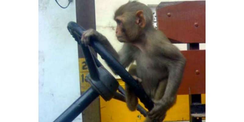 بھارت میں بندر نے بس کو دوسری گاڑیوں سے ٹکرا دیا