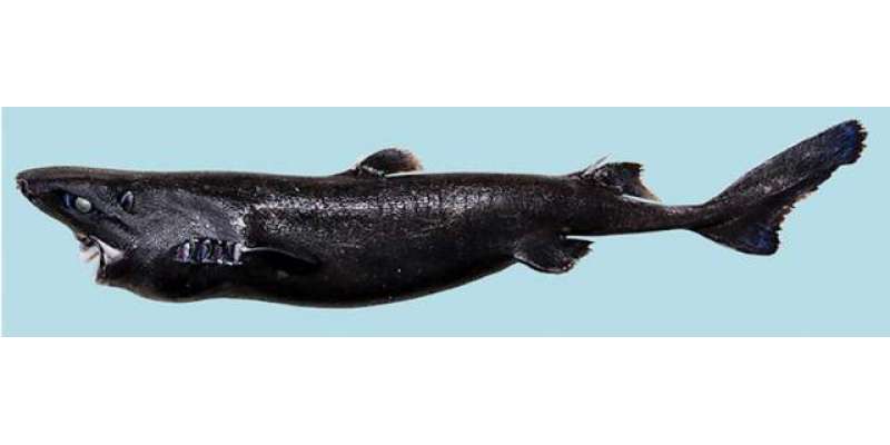 ملئے غیر معمولی شارک مچھلیوں کی ملکہ ننجا لالٹین شارک سے