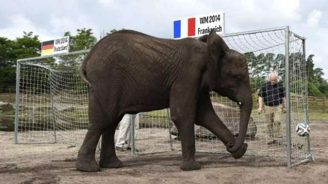 یورو کپ ،مقابلوں کے نتائج کی پیش گوئی کیلئے آکٹوپس کے بعد ہاتھی میدان میں آگیا