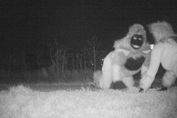 پولیس نے پہاڑی شیر دیکھنے کی لیے کیمرے لگائے لیکن گوریلوں اور بھیڑیا ..