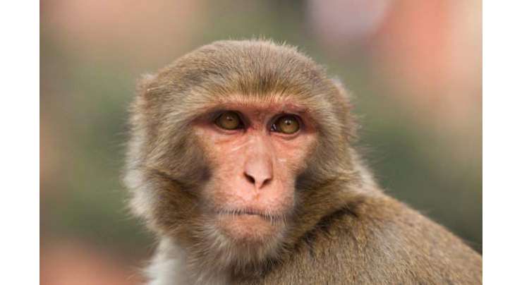 بندر کے سر کی تبدیلی حقیقت ہے۔ سرجن کا دعویٰ