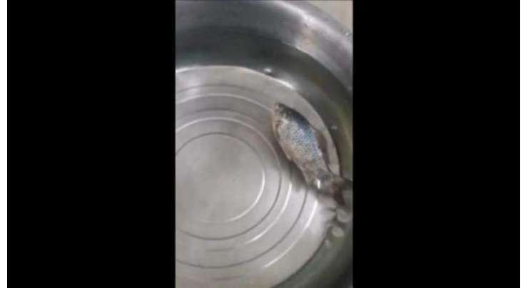 منجمد مچھلی  گرم پانی میں ڈالنے سے زندہ ہوگئی