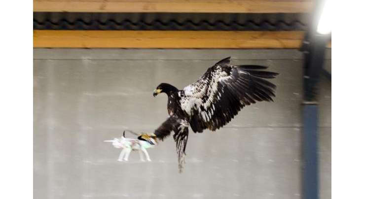 پولیس غیر قانونی ڈرونز کو گرانے کے لیے عقابوں کا استعمال کرے گی