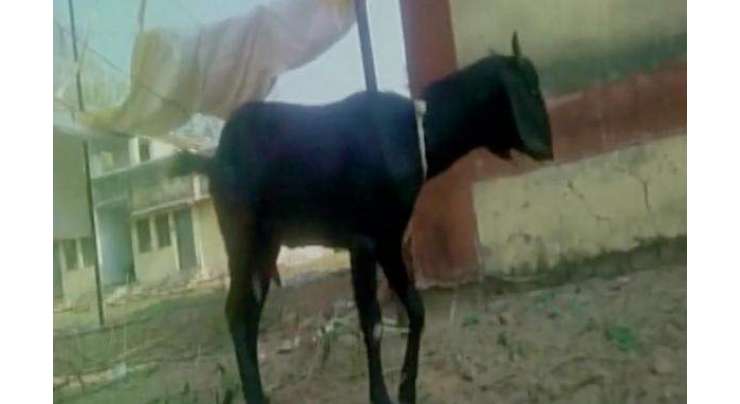 بھارتی پولیس نے گرفتار بکری کو ضمانت پر رہا کردیا