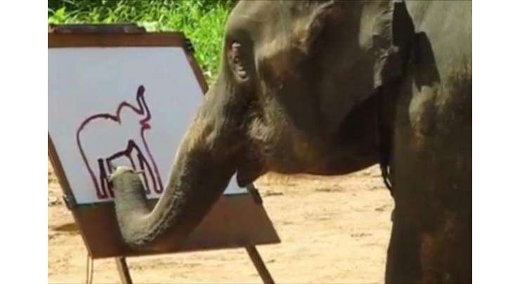 مصور ہاتھی، جو اپنی  پورٹریٹ بنا سکتا ہے