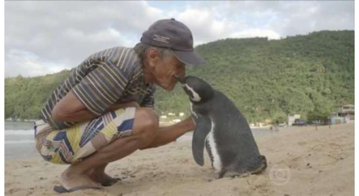 پینگوئن ہر سال 5000 میل تیر کر اپنے محسن سے ملنے آتا ہے