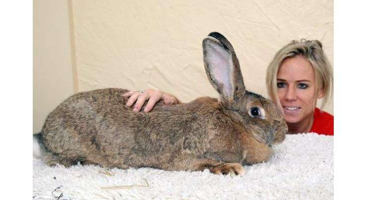 دنیا کا سب سے بڑا خرگوش، جس کا سائز 7 سال کے بچے جتنا ہے