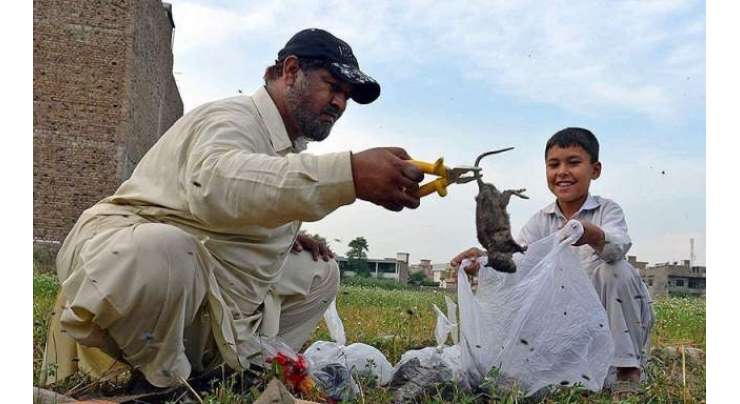 پشاور میں چوہوں کے سرکی قیمت مقرر