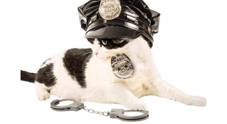 برطانوی پولیس 5سالہ بچی کی خواہش پر فورس میں  بلیوں کو بھرتی کرے گی