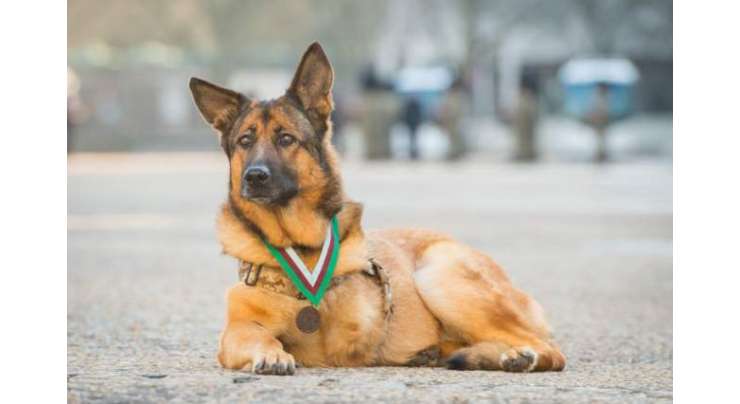 افغانستان میں ٹانگ گنوانے والے کتے کے لیے اعلیٰ ترین اعزاز