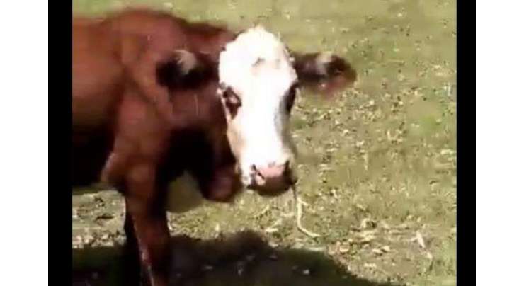 سانپ کھانے والی آسٹریلیوی گائے  کیمرے میں قید