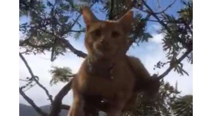 خاتون نے درخت پر چڑھی بلی کو اتارنے کے لیے کراؤڈ فنڈنگ ویب سائٹ کی مدد لے لی