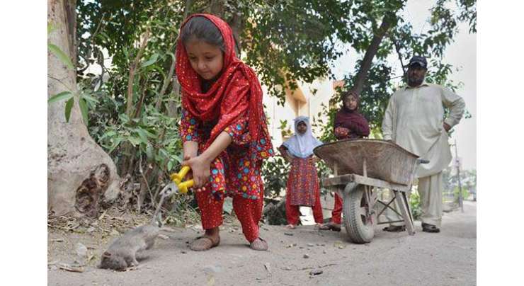 پشاور ‘ چوہوں کے کاٹنے بعد بندر ، کتے و بلیاں بھی شہریوں کو کاٹنے لگے