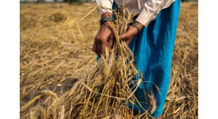 بھارت میں گندم کا شدید بحران۔۔۔ قحط سالی کا خطرہ!