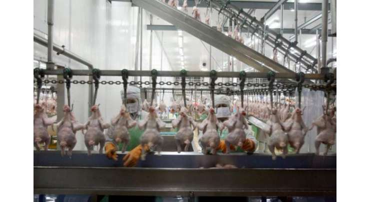 امریکی چکن انڈسٹری کے  ملازمین  کو کام کے دوران باتھ روم تک جانے کی اجازت نہیں