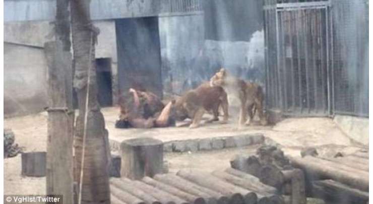 نوجوان نے اپنے کپڑے اتارے اور خودکشی کرنے کے لیے شیروں کے پنجرے میں کود گیا