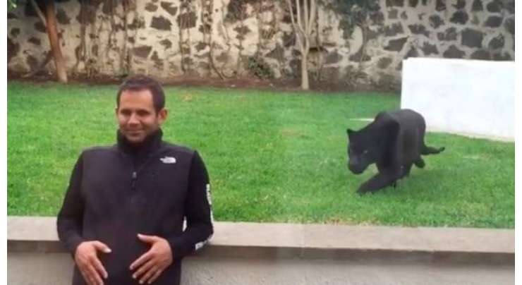 چیتے کو پتاہے کہ یہ شخص مشکوک نہیں مگر وہ پھر بھی اس  پر حملہ کرنے جا رہا ہے۔ حیران کن ویڈیو