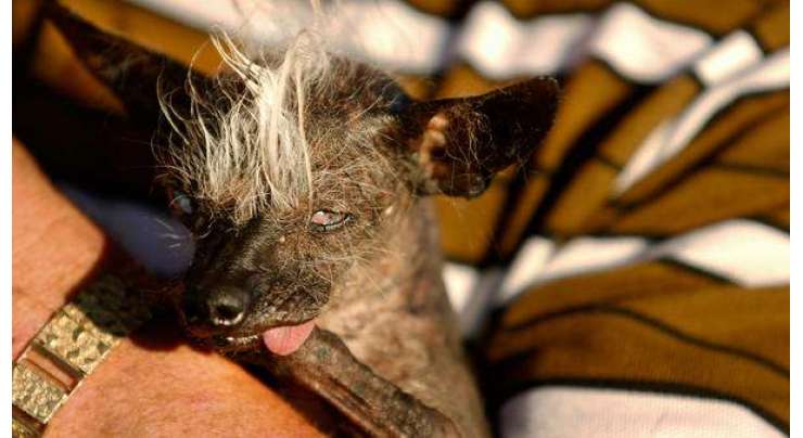 دنیا کا بدصورت ترین کتا اندھا ہے،ڈائیپر پہنتا ہے اور اس کے زخموں سے رطوبت خارج ہوتی رہتی ہے