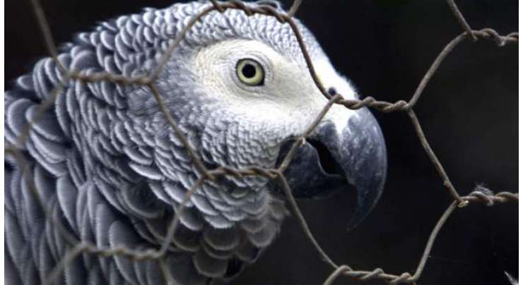 قتل کے مقدمے میں طوطے کی گواہی امریکی عدالت کے لیے درد سربن گئی