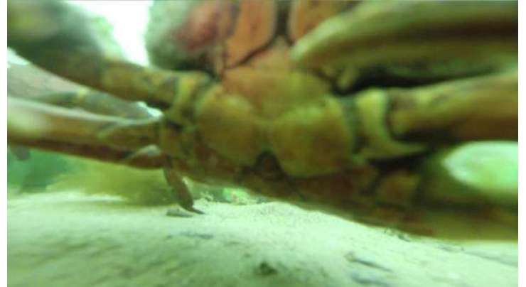 کیکڑوں نے زیر آب گوپرو کیمرہ  پا کر زبردست سیلفیاں لیں اور ویڈیو بنائیں