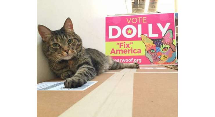 ڈولی۔ امریکی انتخابات میں حصہ لینے والی واحد  بلی