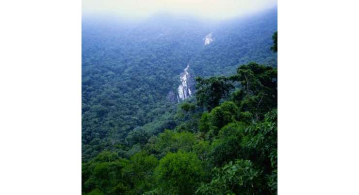 ایمیزون کے جنگلات میں درختوں کی فہرست بندی میں تین صدیاں لگ جائیں گی۔ماہرین