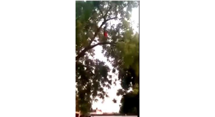 بھارتی ریاست اتر پردیش میں نیم کے درخت کی ٹہنی پر نماز پڑھتی عورت سوشل میڈیا پر مقبول