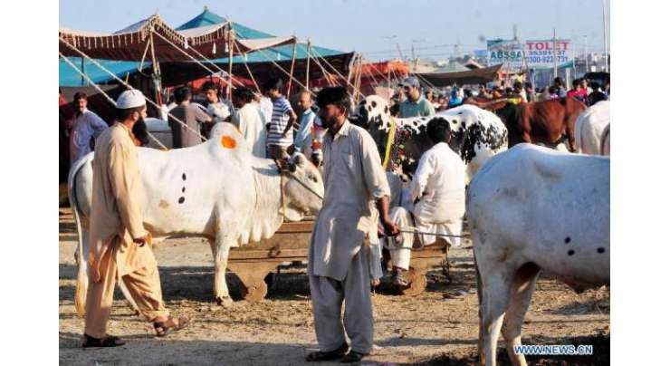 ایشیا کی سب سے بڑی مویشی منڈی ملیر کے علاقے سپر ہائی وے پر قائم، دس لاکھ مویشیوں کی گنجائش، ہزاروں جانور پہنچ گئے