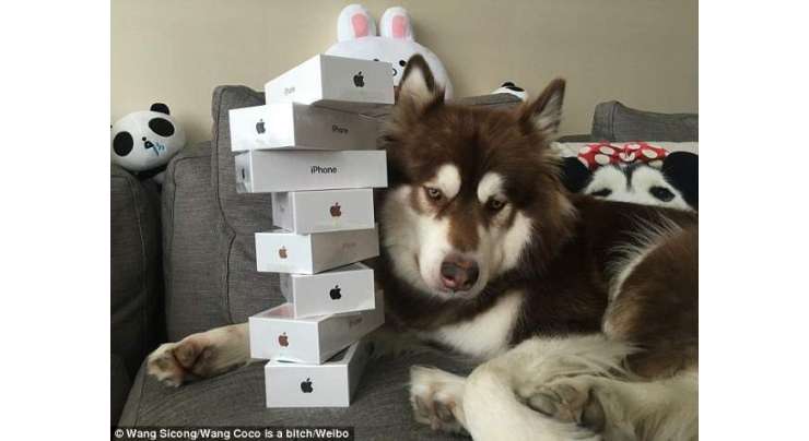 چین کے سب سے امیر ترین شخص کے بیٹے نے اپنے کتے کے لیے 8 عدد آئی فون 7 خرید لیے، کتے کے پاس آئی واچز بھی ہیں۔
