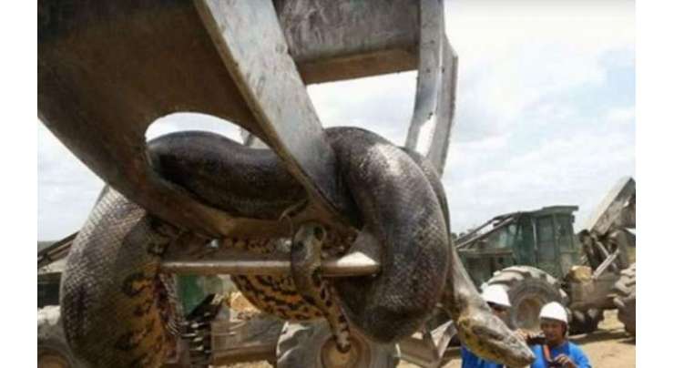 دنیا کا سب سے بڑا سانپ ۔ برازیل میں 33فٹ لمبا اینا کونڈا پکڑا گیا