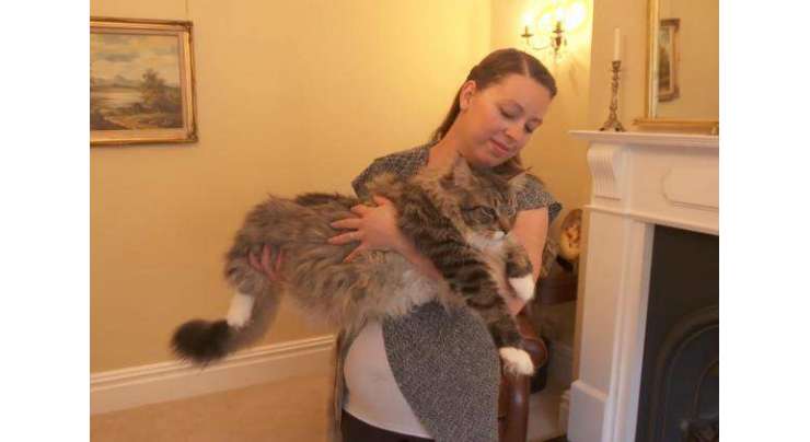 4 فٹ لمبی برطانوی بلی  کا نیا عالمی ریکارڈ