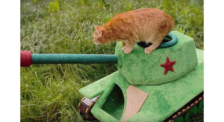 روس نے بلیوں کے لیے بھی ٹینک بنا دیا۔ اب بلیوں کو کتوں سےڈرنے کی ضرورت نہیں